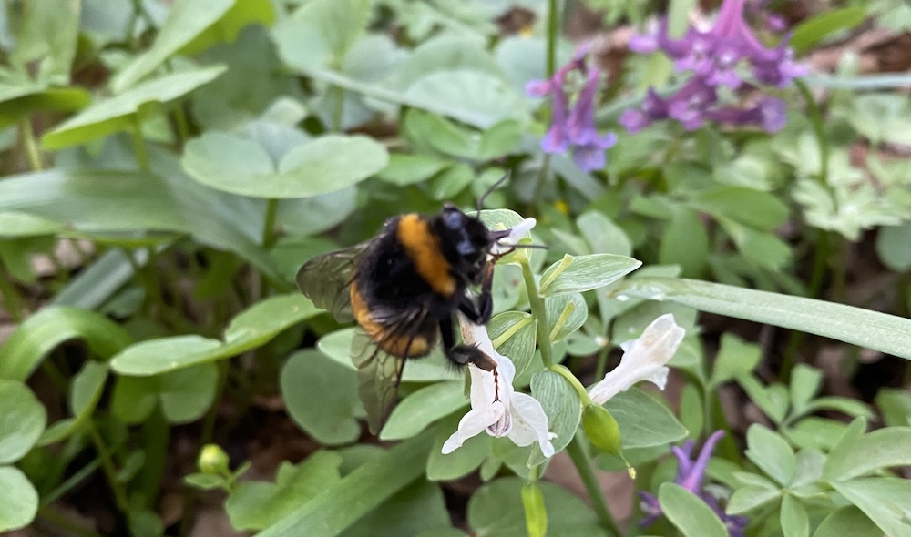 Lacomia se pedepseste