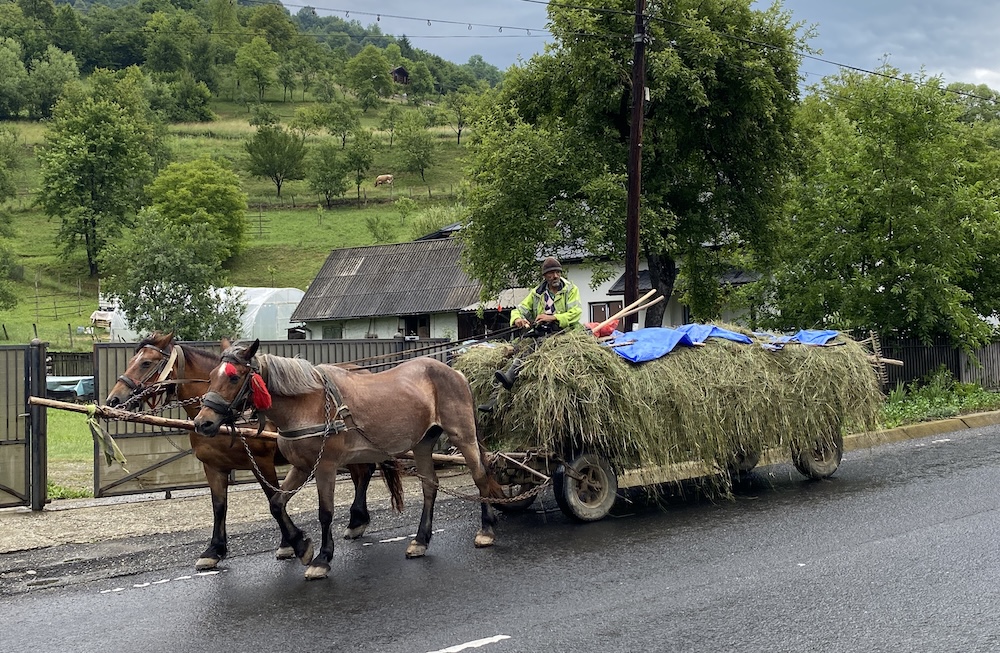 Caii se opreau singuri la bufet