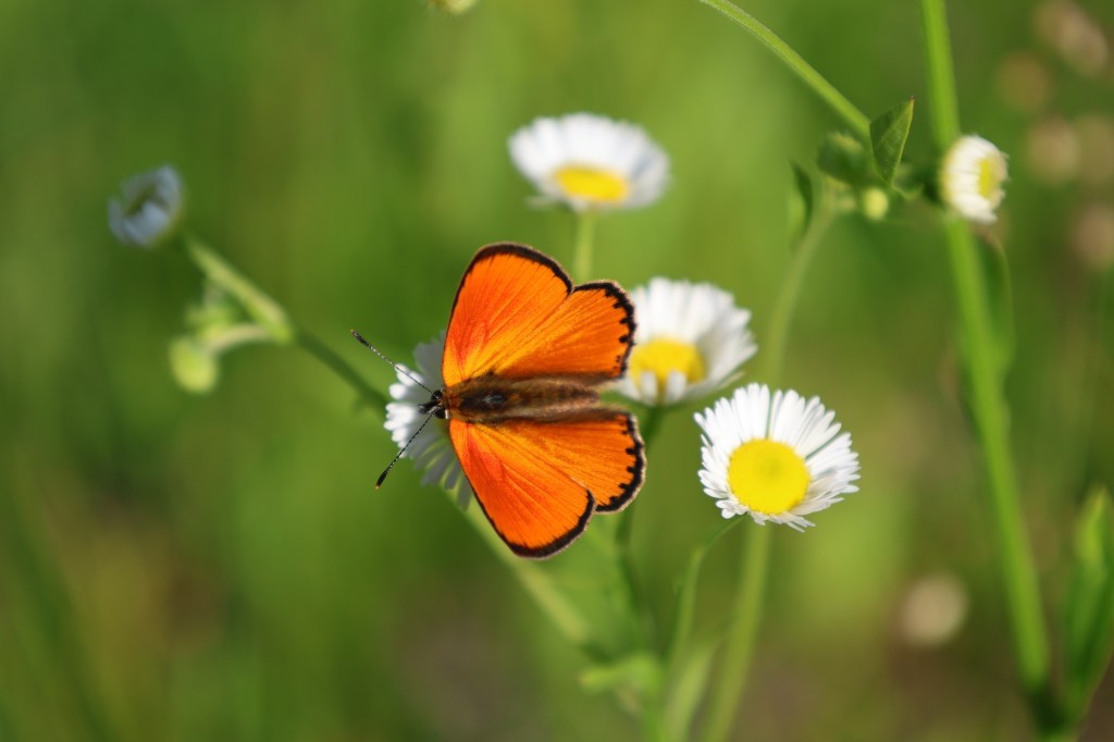 Port cămașă frumoasă cu dantelă, doar pe&nbsp;dedesubt