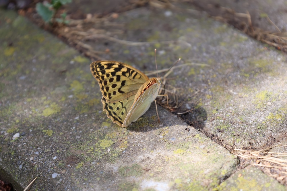 La începutul legăturii lor stătuse în pragul&nbsp;dragostei