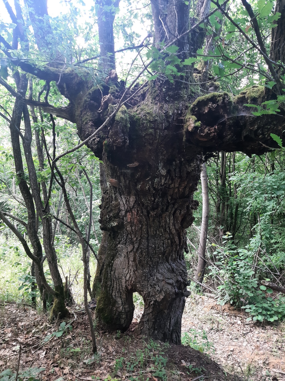 Și acum nu cumva să-și întindă mâna și să ia roade din pomul vieții