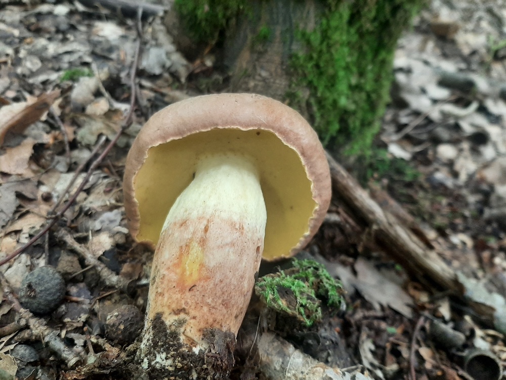 Și a căutat Domnul spre Abel și spre darurile lui, iar spre Cain și spre darurile lui n-a&nbsp;căutat