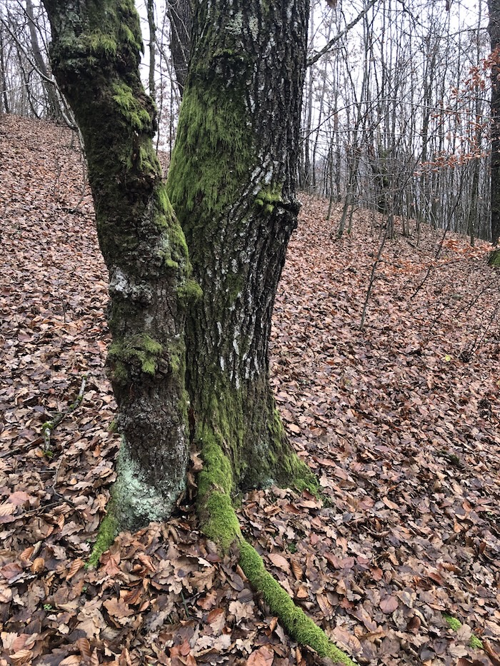 Părea prea de prin partea locului