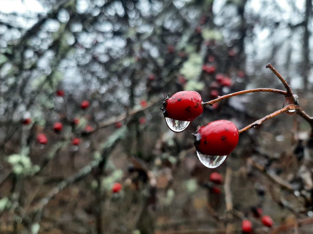 În pântecele tău sunt două&nbsp;neamuri