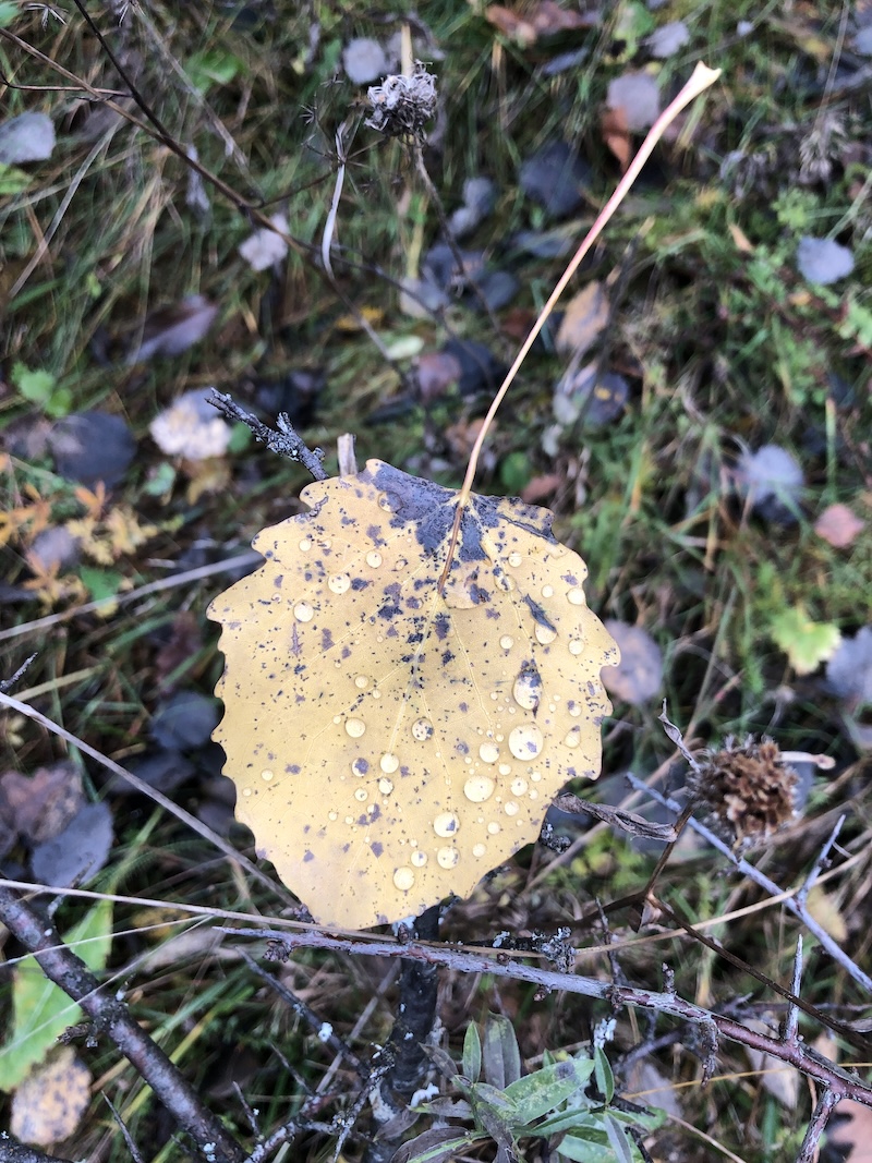 Vă voi duce în pâmântul unde curge miere și&nbsp;lapte