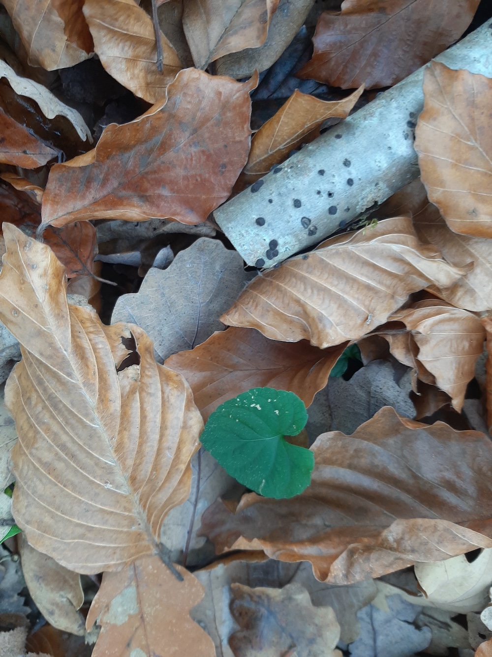 Să nu te iei după cei mai&nbsp;mulți