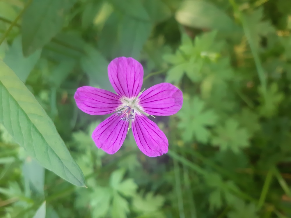Să nu alergați la&nbsp;idoli