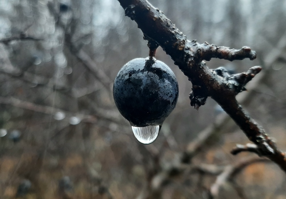 Fată Sarră! Eu ți-am zis aseară, să vezi oul cum se&nbsp;sară.