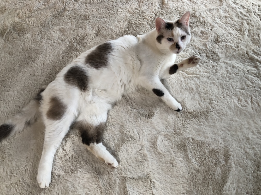 Iorgov fusese învins fără să&nbsp;lupte