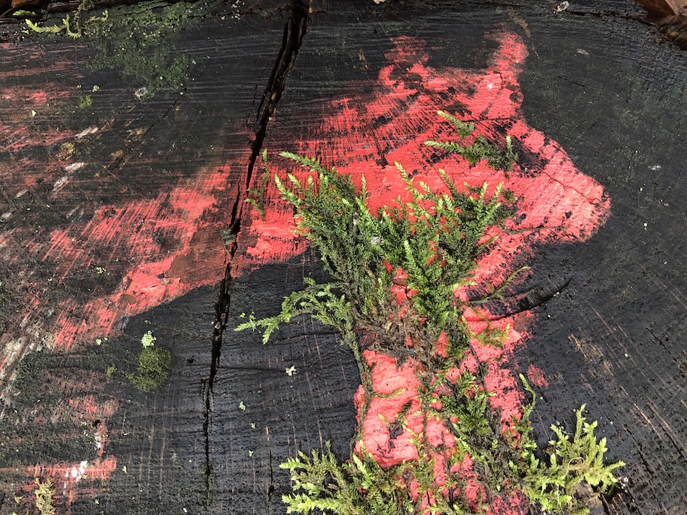 Eu Mă uit la poporul acesta și văd că este popor tare de&nbsp;cerbice