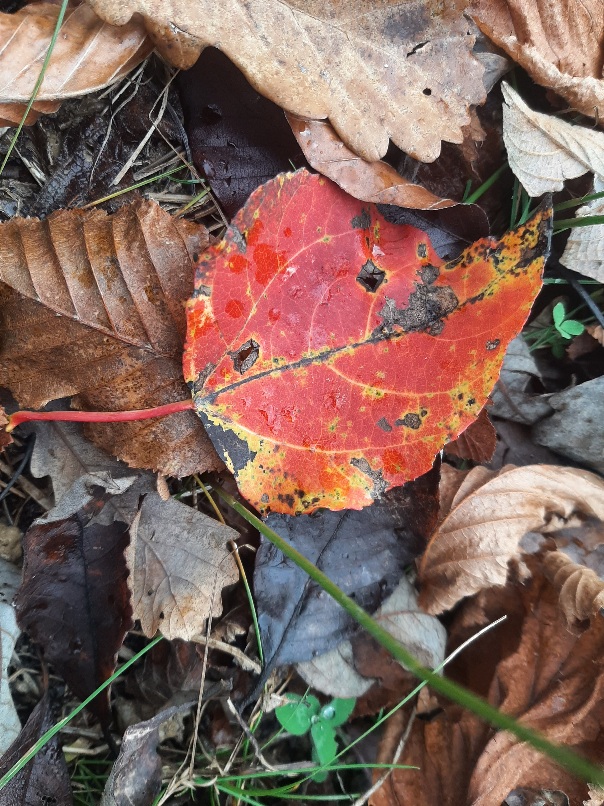 Ce e cel mai scump pe lume?