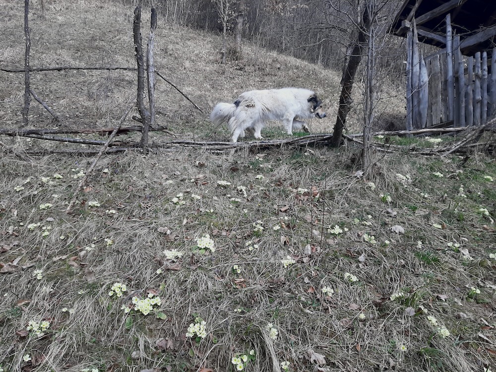 Flori de primăvară din pădure, în Maramureș