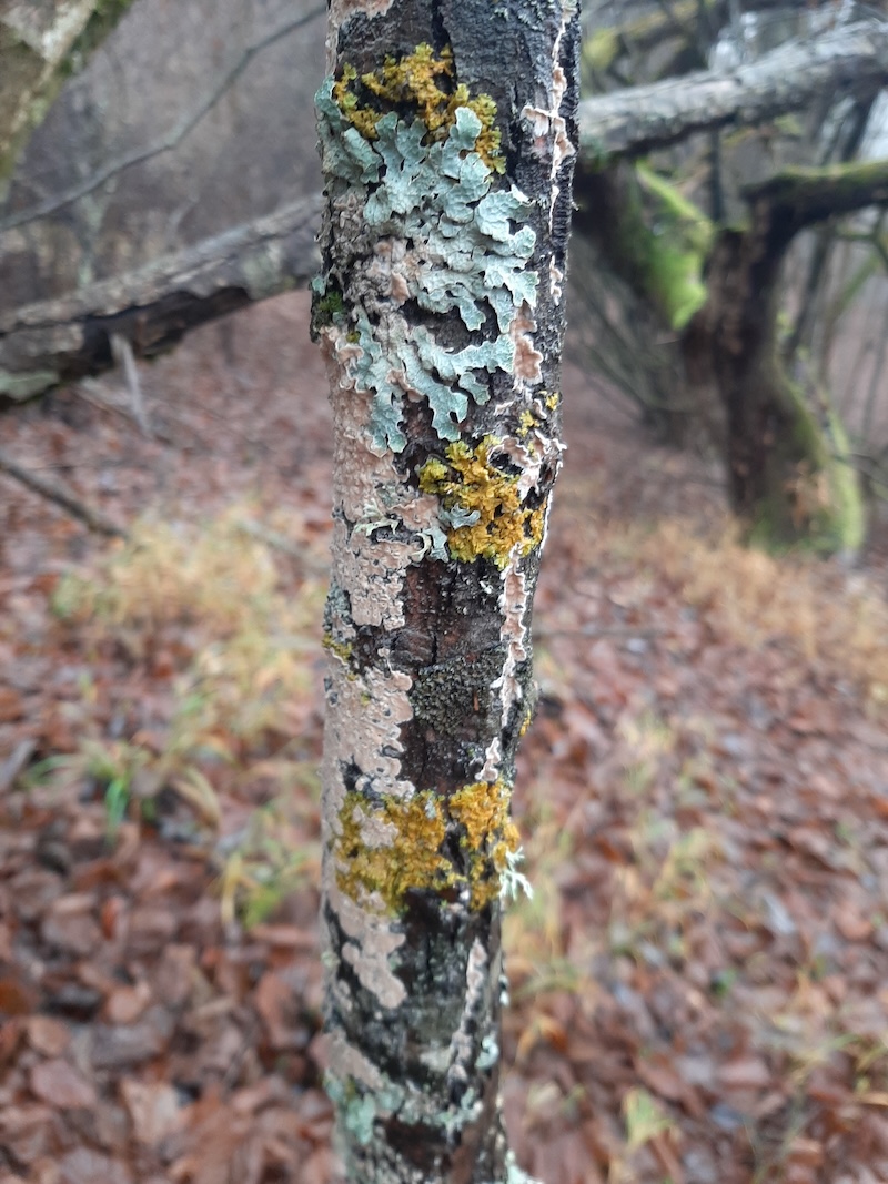 Bunul simț este așa de bine împărțit oamenilor, încât fiecare crede că este prea bine&nbsp;înzestrat