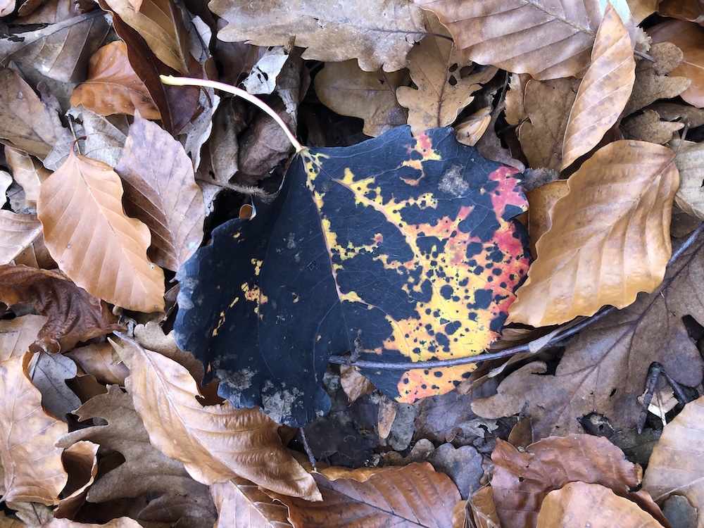 Totu-i în viață să nu te&nbsp;pleoștești!