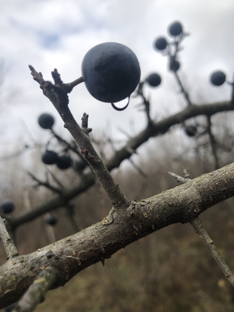 Vărsa lacrimi bărbătești