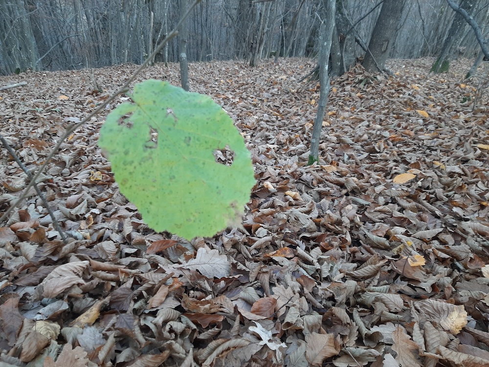 Nu vă împotriviți celui&nbsp;rău