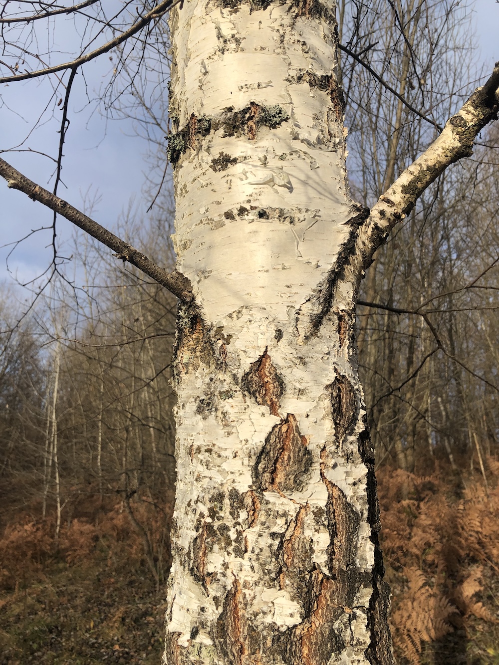 E greu să deosebești pe scamatori!