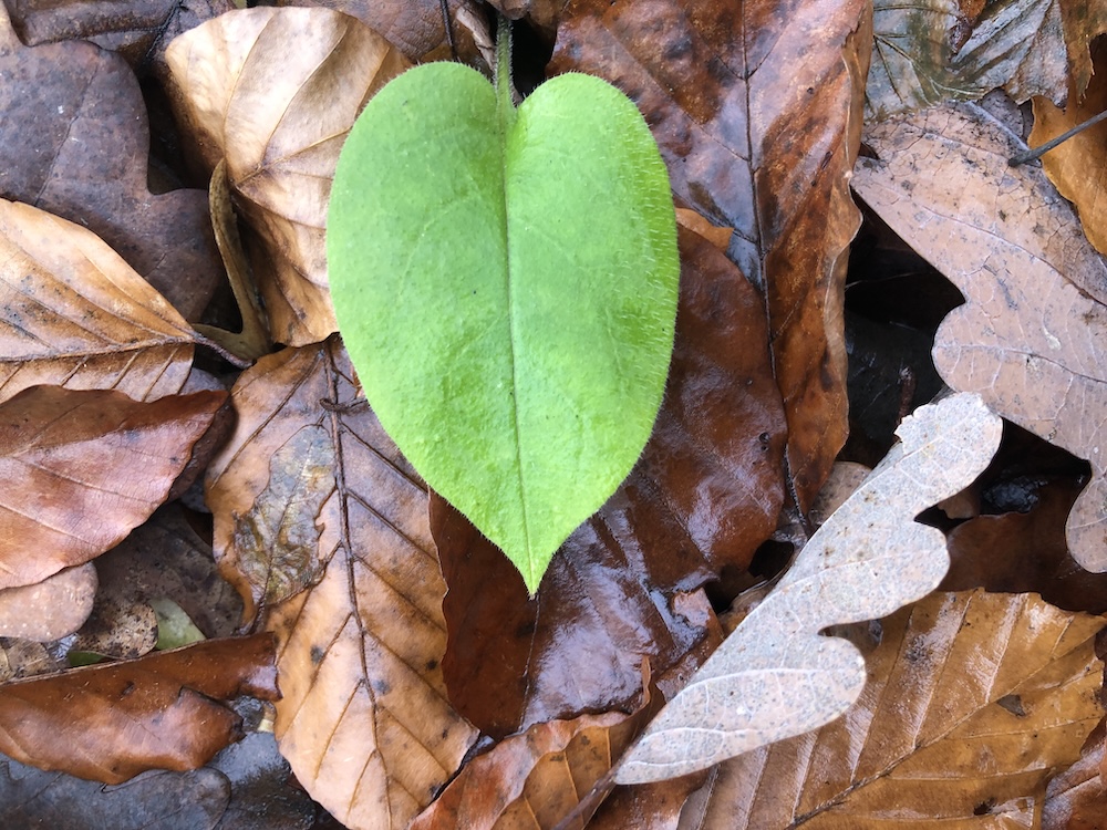 Inima ei nu bătuse încă pentru nimeni