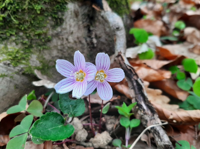 Câștigi când nu joci să&nbsp;câștigi