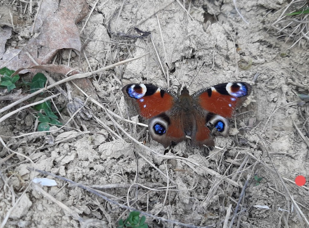 Când se grăbesc&nbsp;fluturii