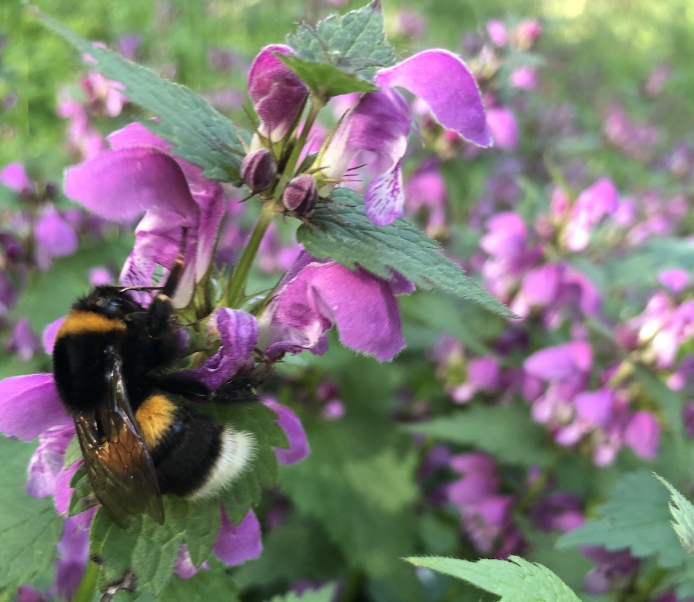 Oștenii au prădat fiecare pentru&nbsp;ei