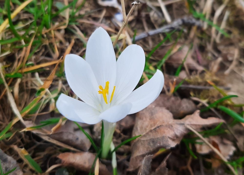 Se numea Beatrice, ceea ce era destul de rău