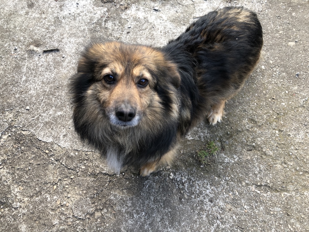 Cățelul necredincios