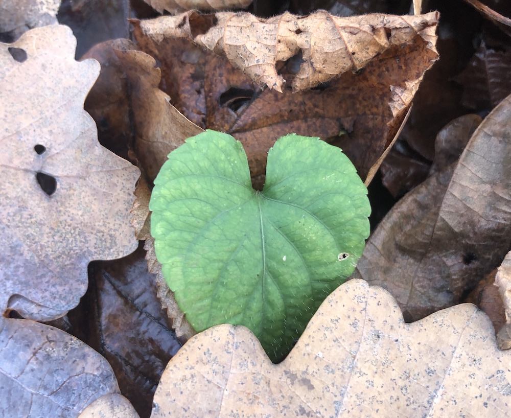 Dragostea nu-i decât o amărâtă de&nbsp;haltă